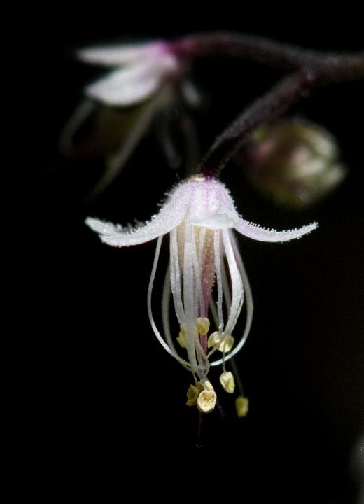 Foam Flower, Tiarella trifoliata.jpg